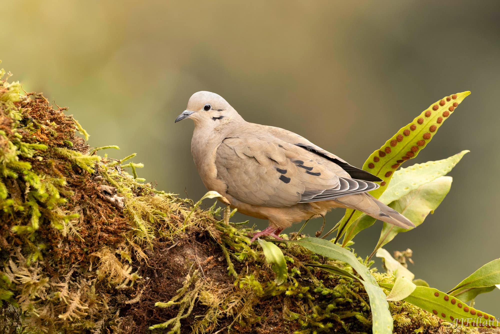 bird of colombia image 70